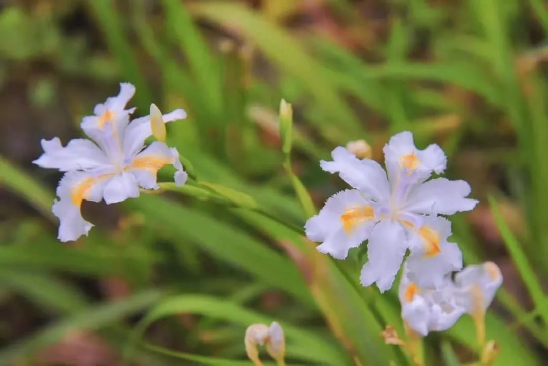 GA黄金甲(中国游)最新官方网站